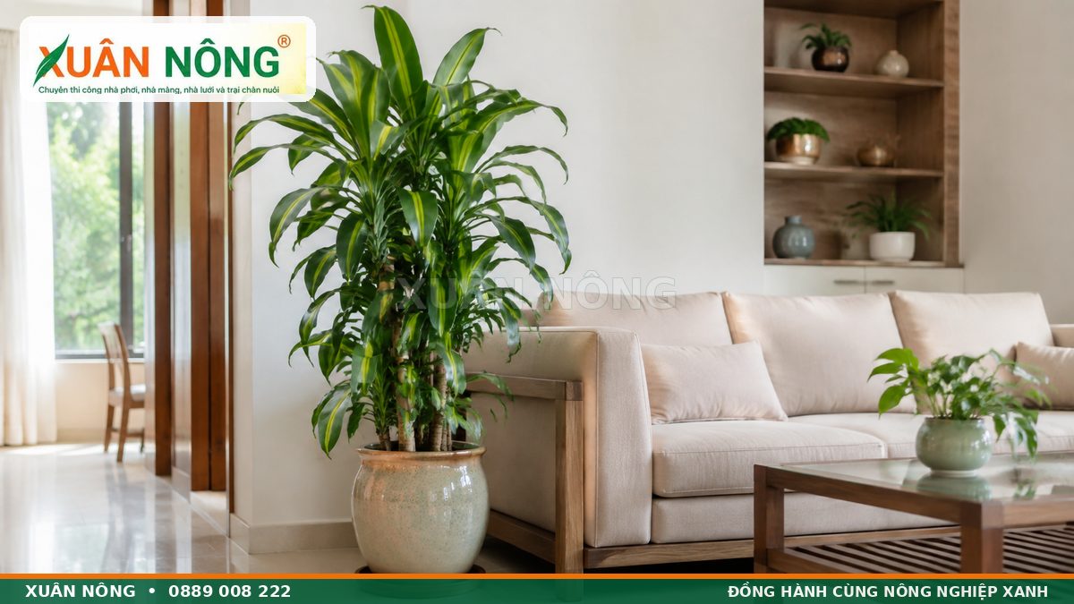 Cây phát tài xanh tốt trong phòng khách