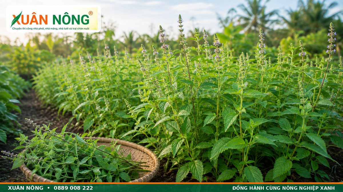 Rau kinh giới xanh tốt được trồng trong vườn gia đình