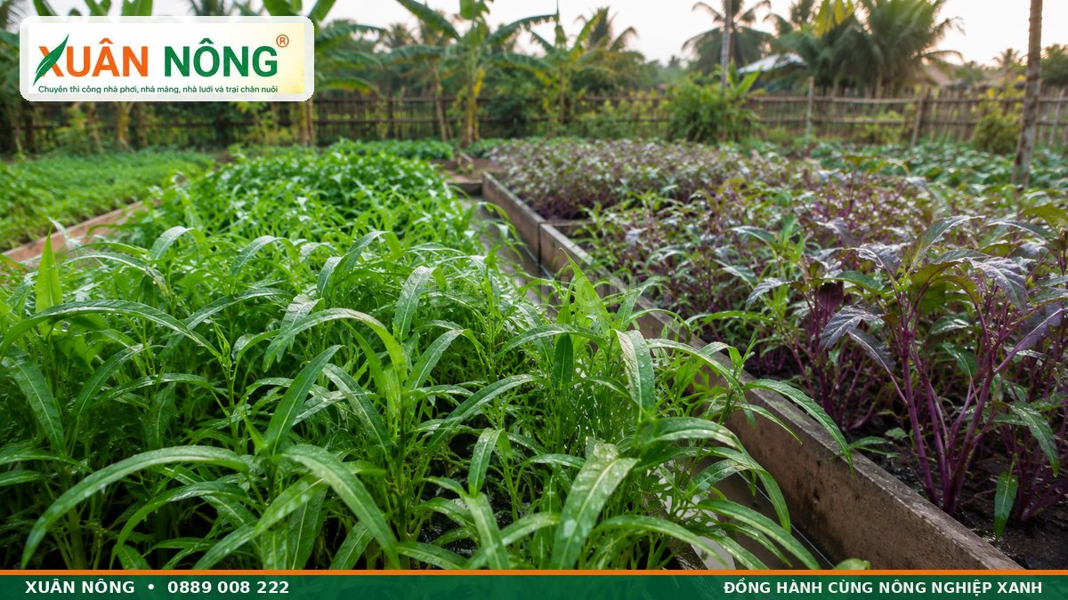 Rau muống xanh và rau muống tía phát triển tốt trong vườn