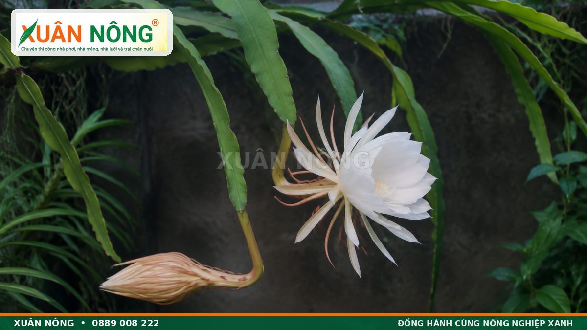 Đặc điểm thân dẹt, nụ dài và hoa trắng của cây hoa quỳnh