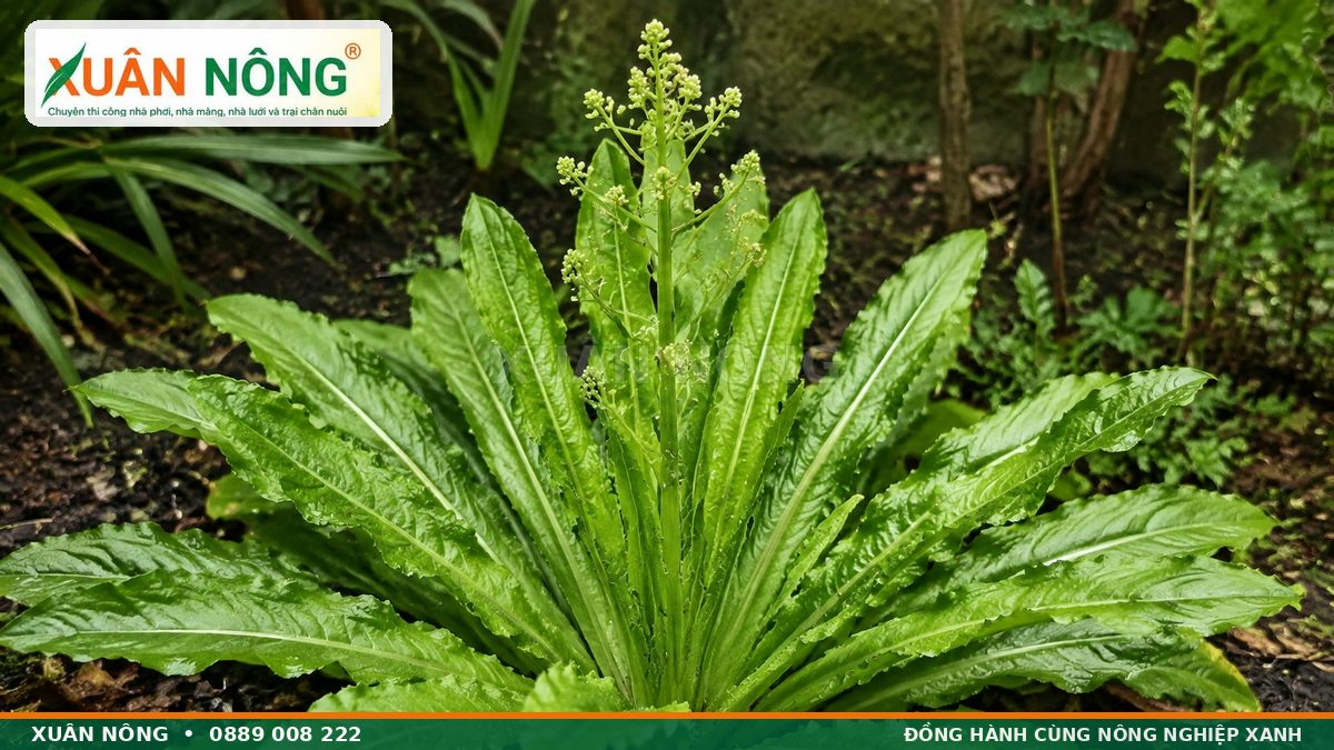 Đặc điểm lá răng cưa và ngồng hoa cây ngò gai