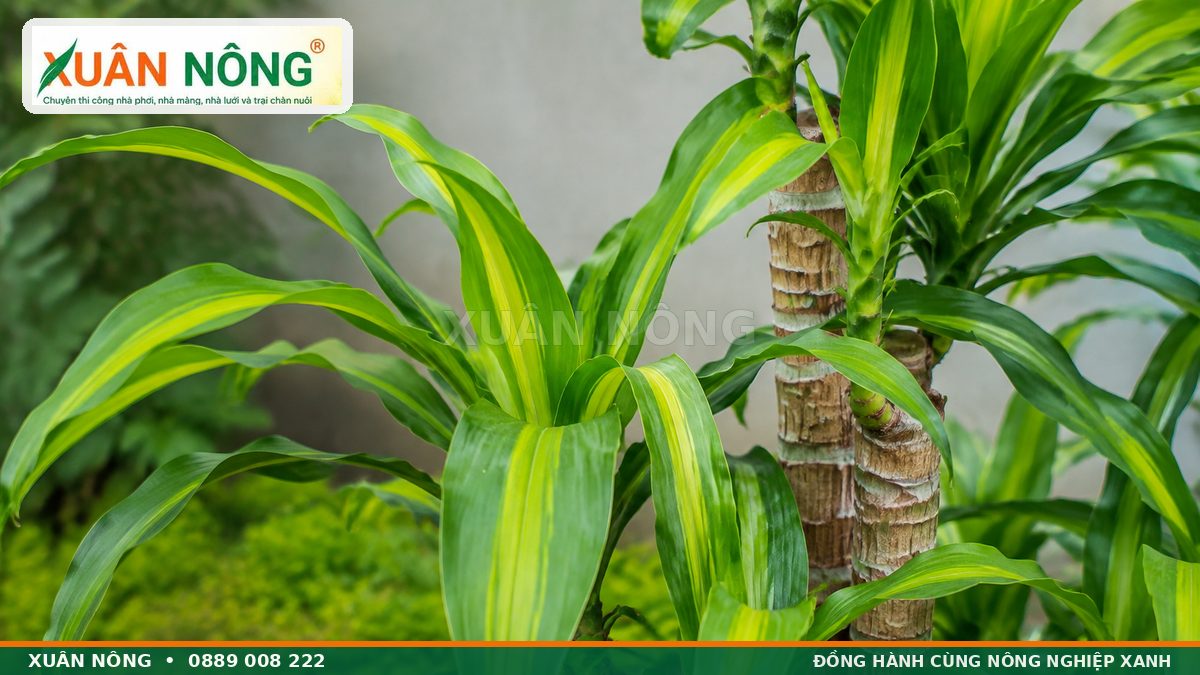 Đặc điểm thân khúc và lá sọc vàng của cây phát tài