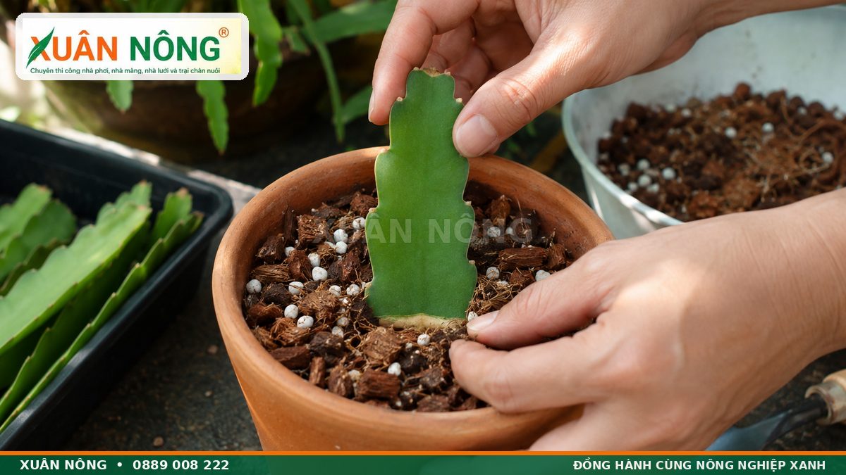 Cách giâm cành hoa quỳnh trong giá thể thoát nước tốt