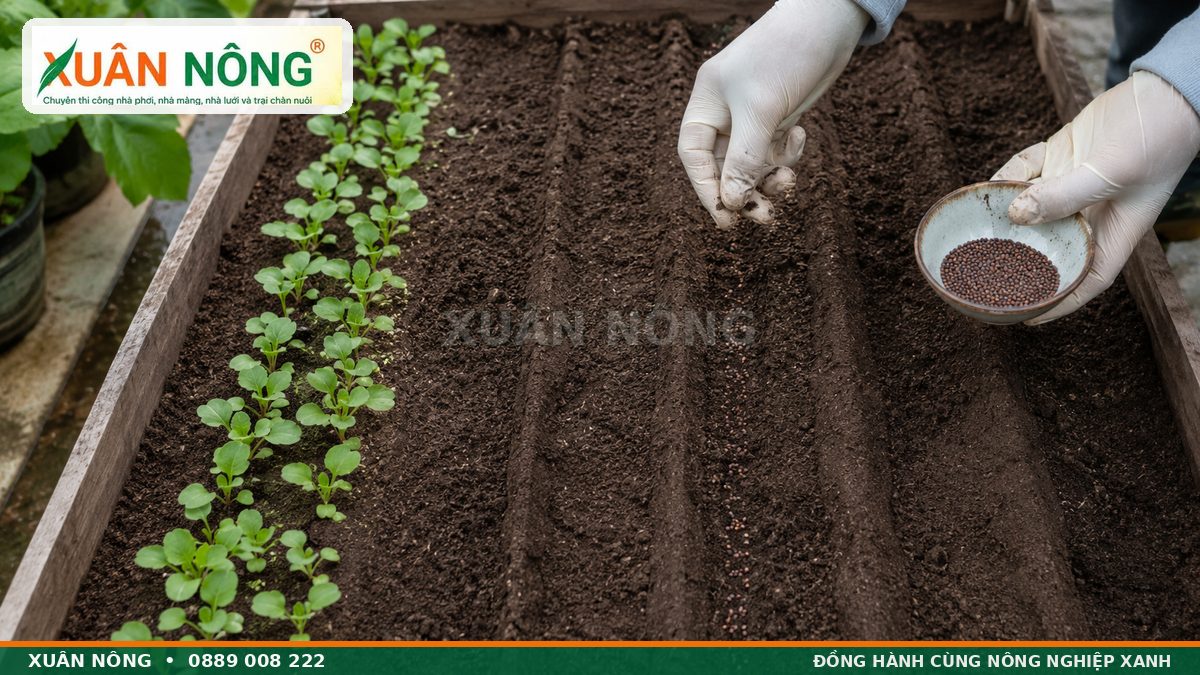 Cách gieo hạt cải bẹ xanh trong luống