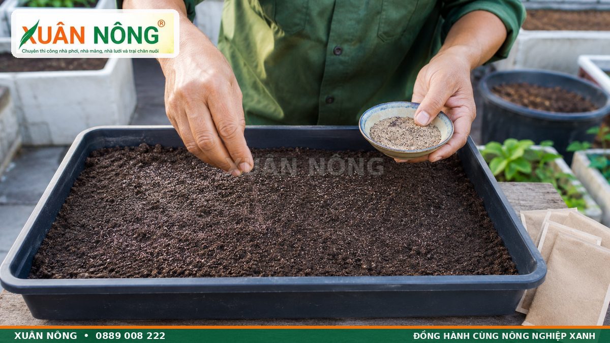 Cách gieo hạt rau dền đều trên khay đất tơi xốp