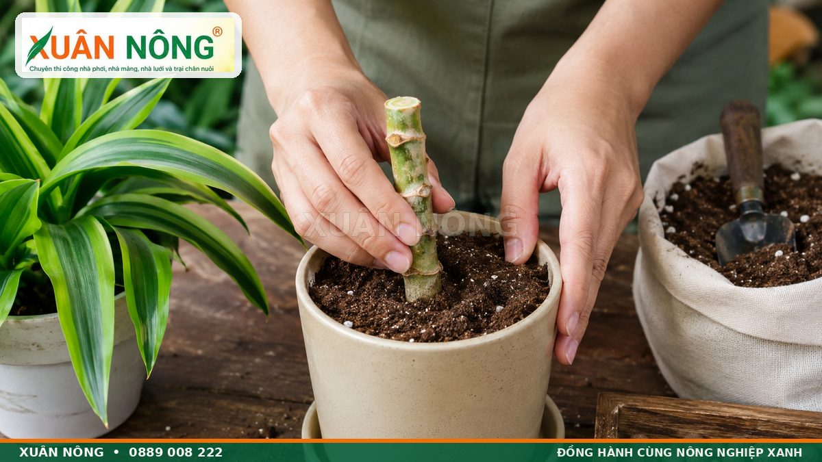 Cách nhân giống cây phát tài bằng đoạn thân