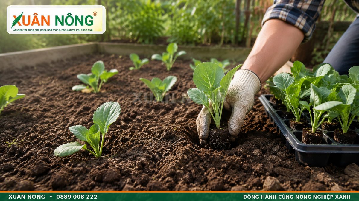 Cách trồng cây con bắp cải vào luống