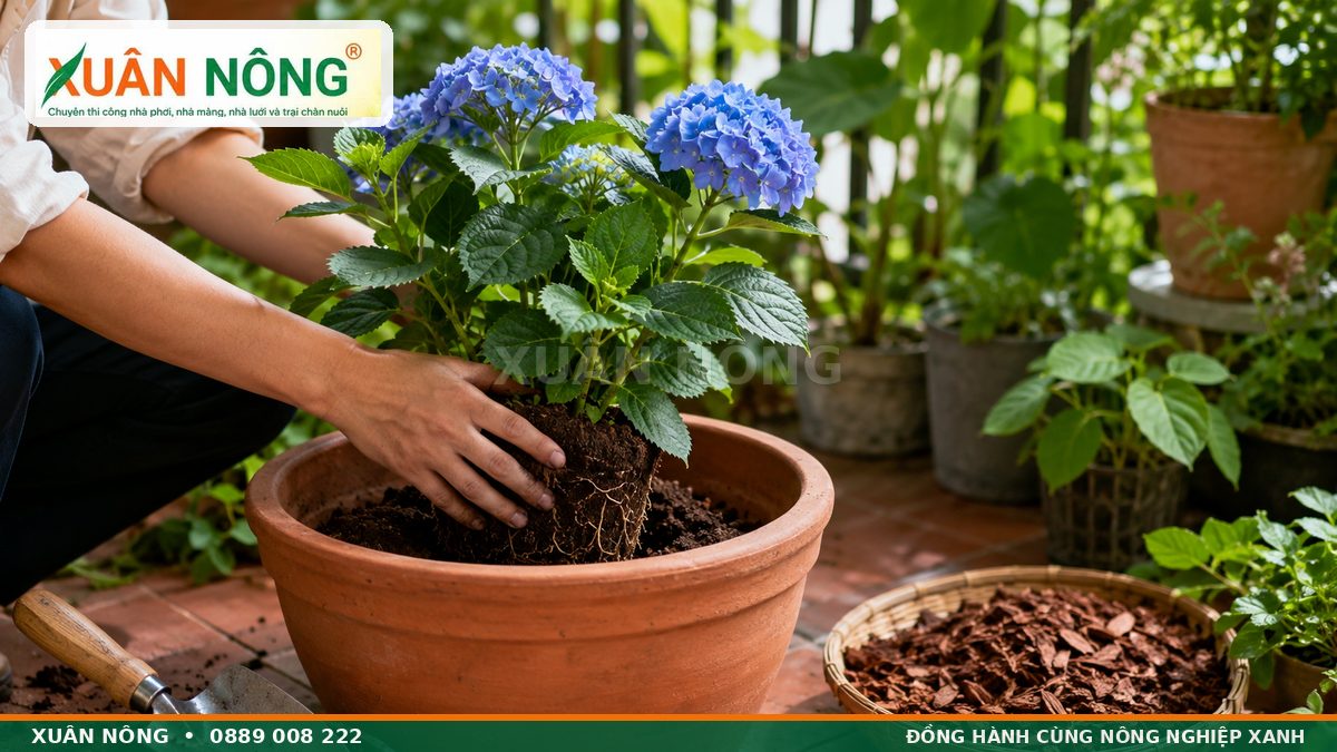 Cách trồng cẩm tú cầu trong chậu thoát nước tốt