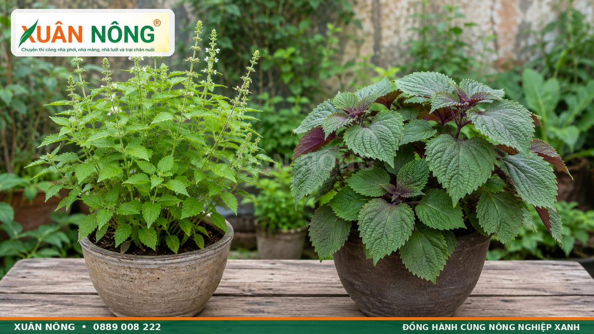 Phân biệt rau kinh giới lá thuôn với tía tô lá rộng