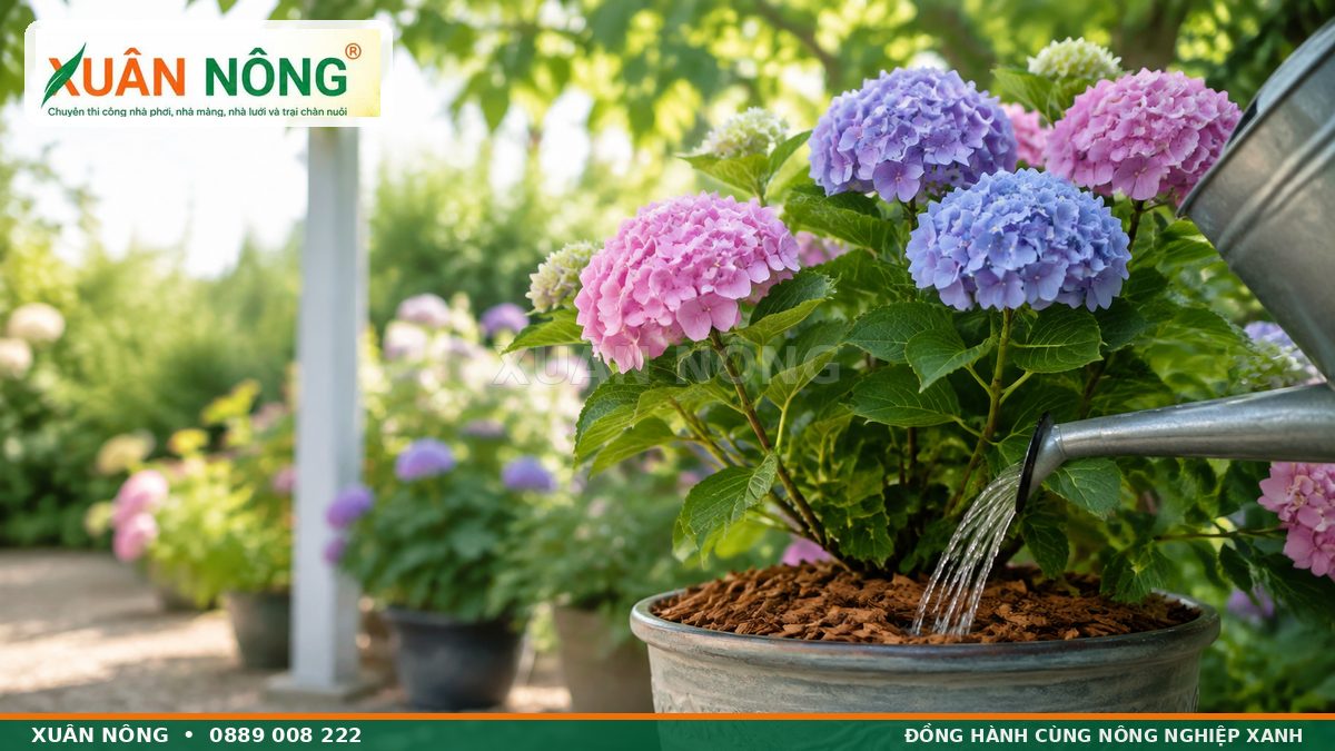 Tưới nước chăm sóc cẩm tú cầu đúng cách