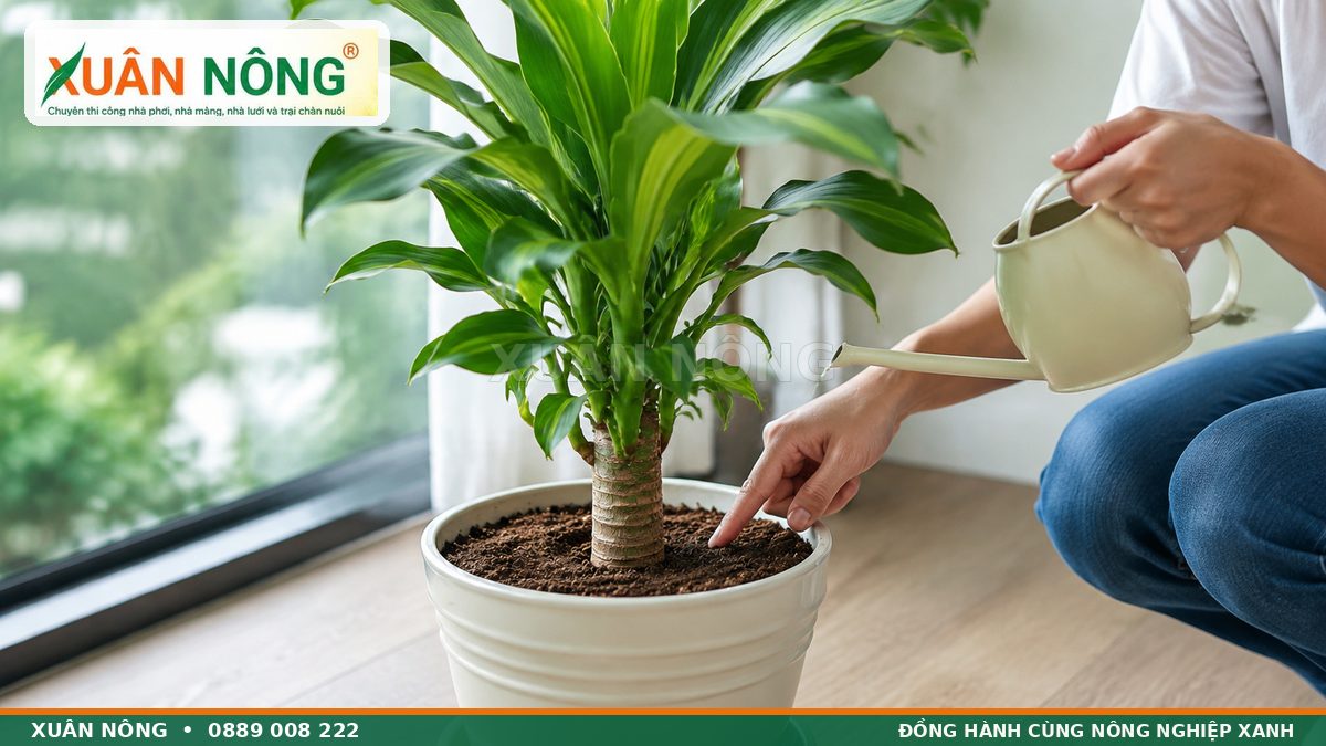 Kiểm tra độ ẩm đất trước khi tưới cây phát tài