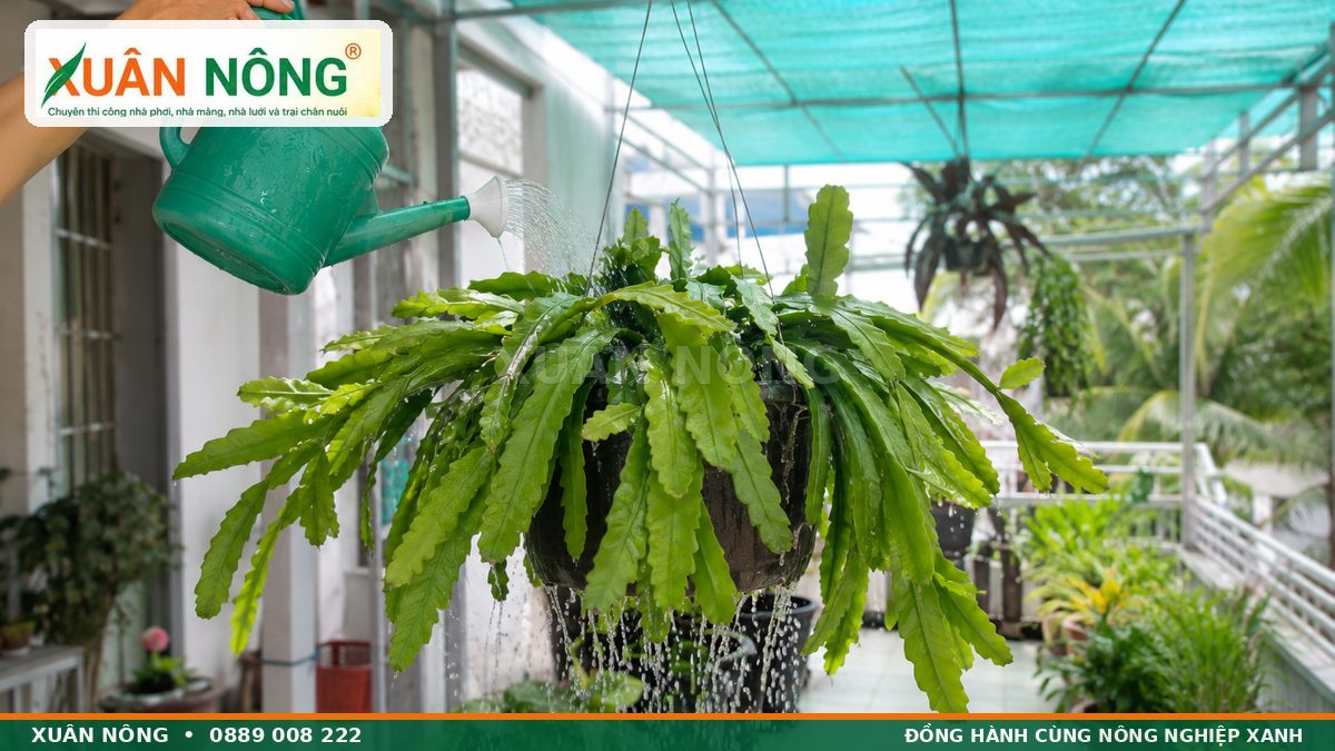 Tưới nước chăm sóc hoa quỳnh dưới ánh sáng tán xạ