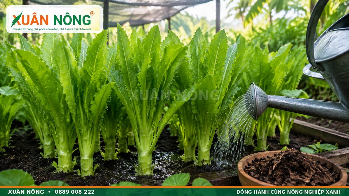Tưới nước và chăm sóc ngò gai ở nơi bán râm