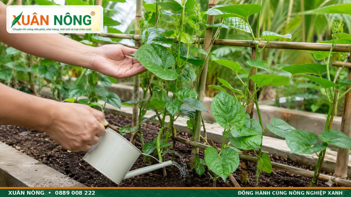 Tưới nước và kiểm tra sâu bệnh khi chăm sóc rau mồng tơi