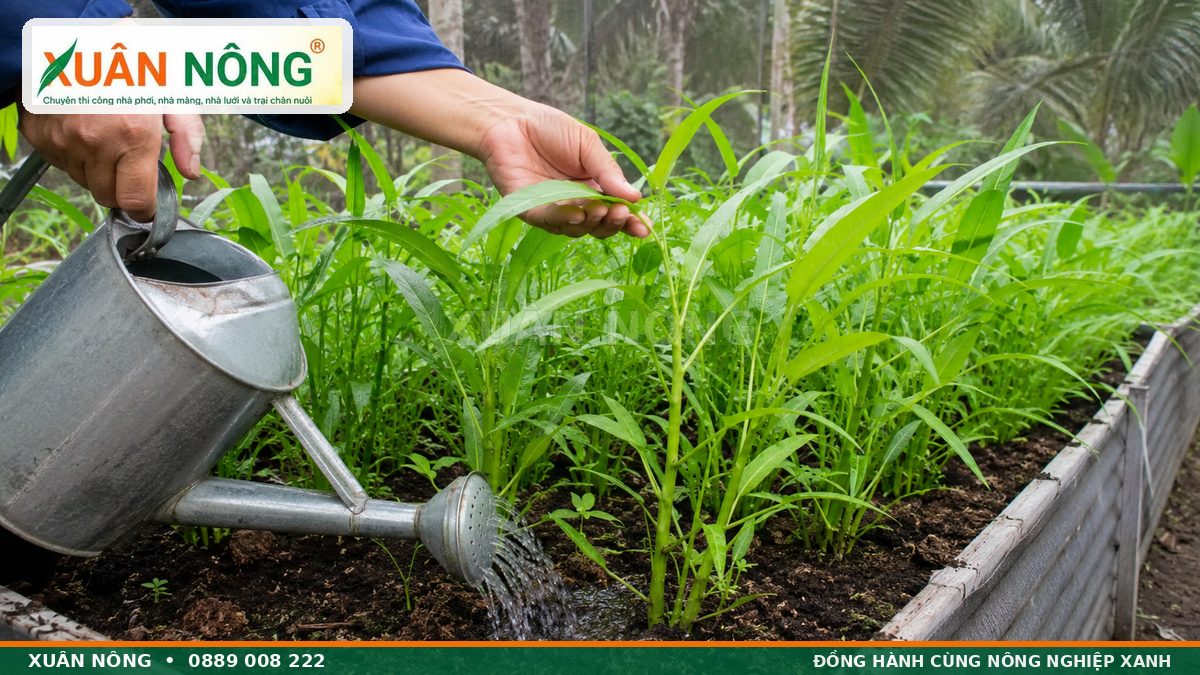 Tưới nước và kiểm tra sâu bệnh khi chăm sóc rau muống