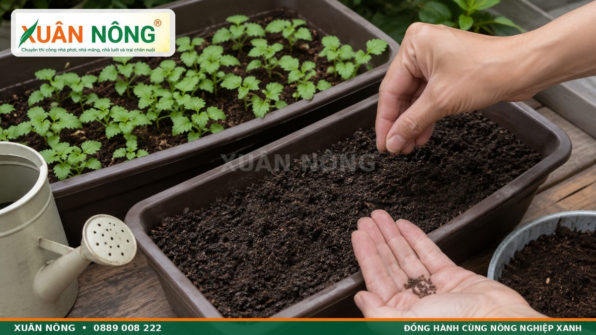 Cách gieo hạt rau kinh giới trong khay trồng tại nhà