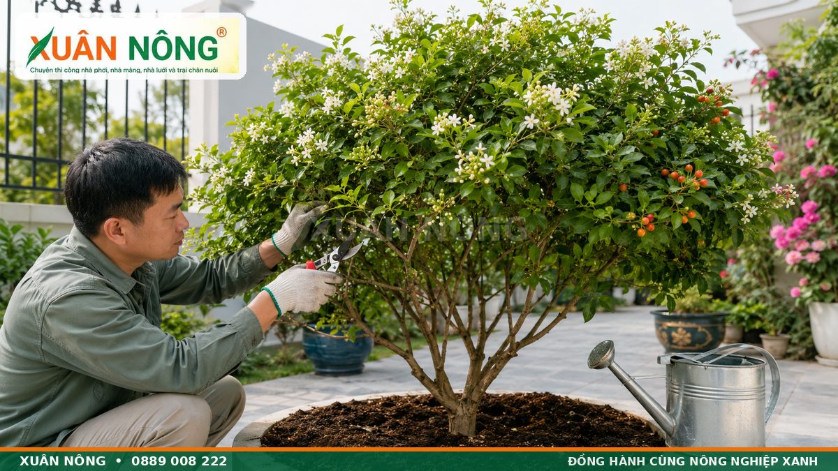 Cắt tỉa và chăm sóc cây nguyệt quế trước nhà ra nhiều hoa