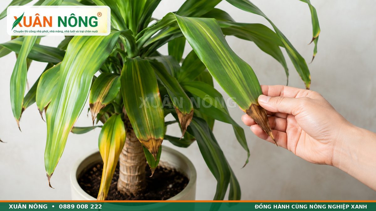 Kiểm tra cây phát tài bị vàng lá và cháy đầu lá