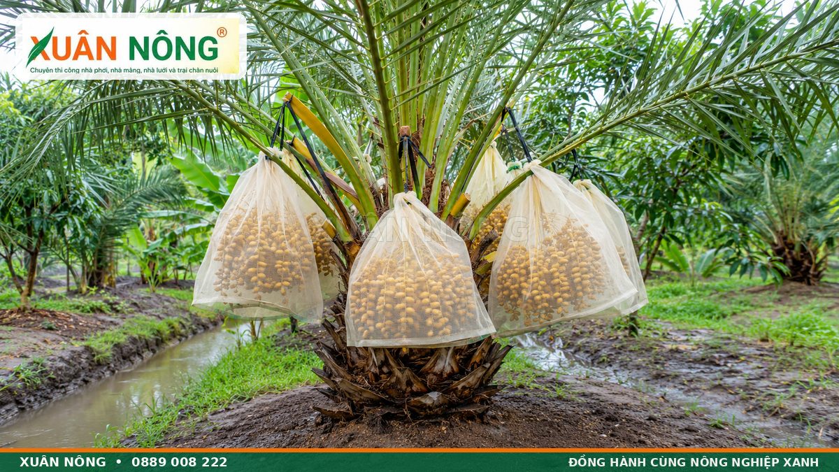 Thụ phấn bổ sung bằng hoa đực cho cụm hoa cái của cây chà là