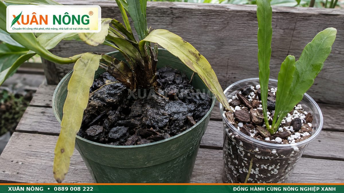 Hoa quỳnh bị úng thối và cây khỏe trong giá thể thoáng