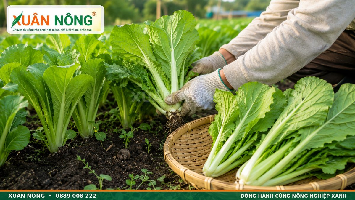 Thu hoạch cải bẹ xanh tươi đúng thời điểm