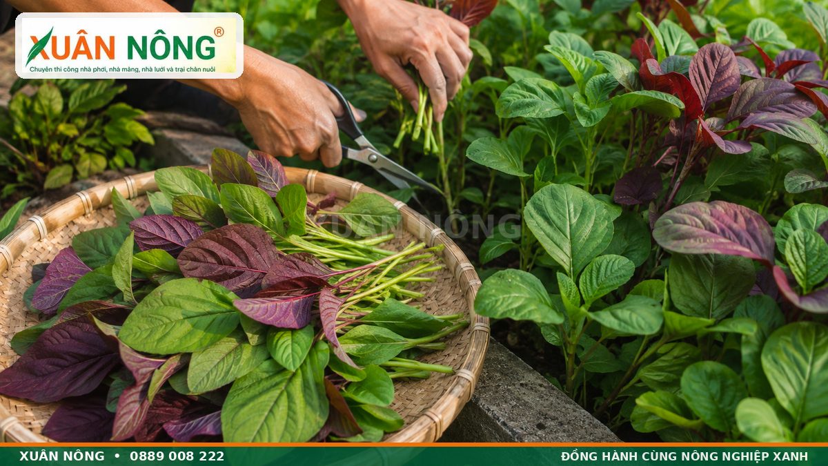 Thu hoạch ngọn rau dền xanh và đỏ bằng kéo sạch