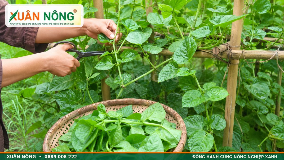 Thu hoạch ngọn rau mồng tơi bằng kéo để cây tiếp tục mọc nhánh