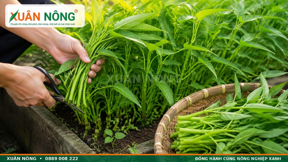 Thu hoạch rau muống bằng kéo để cây tiếp tục mọc chồi