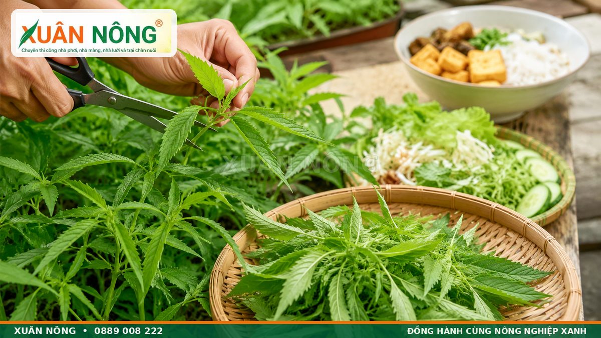 Thu hoạch ngọn rau kinh giới tươi bằng kéo sạch