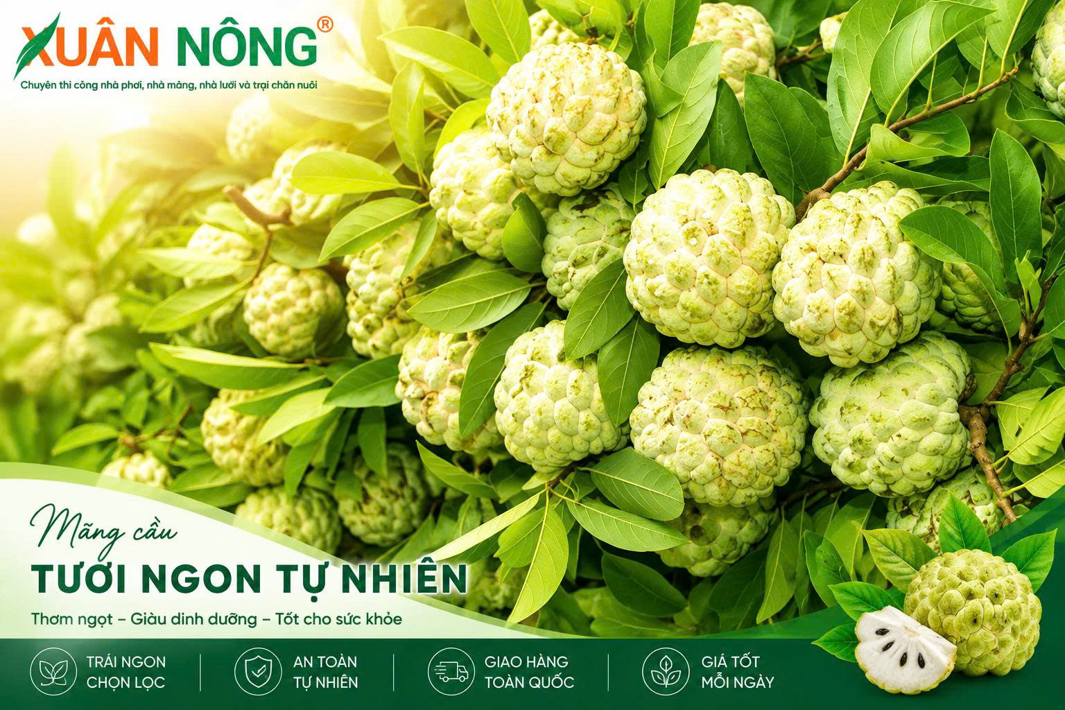 Cách trồng mãng cầu đúng kỹ thuật tại vườn
