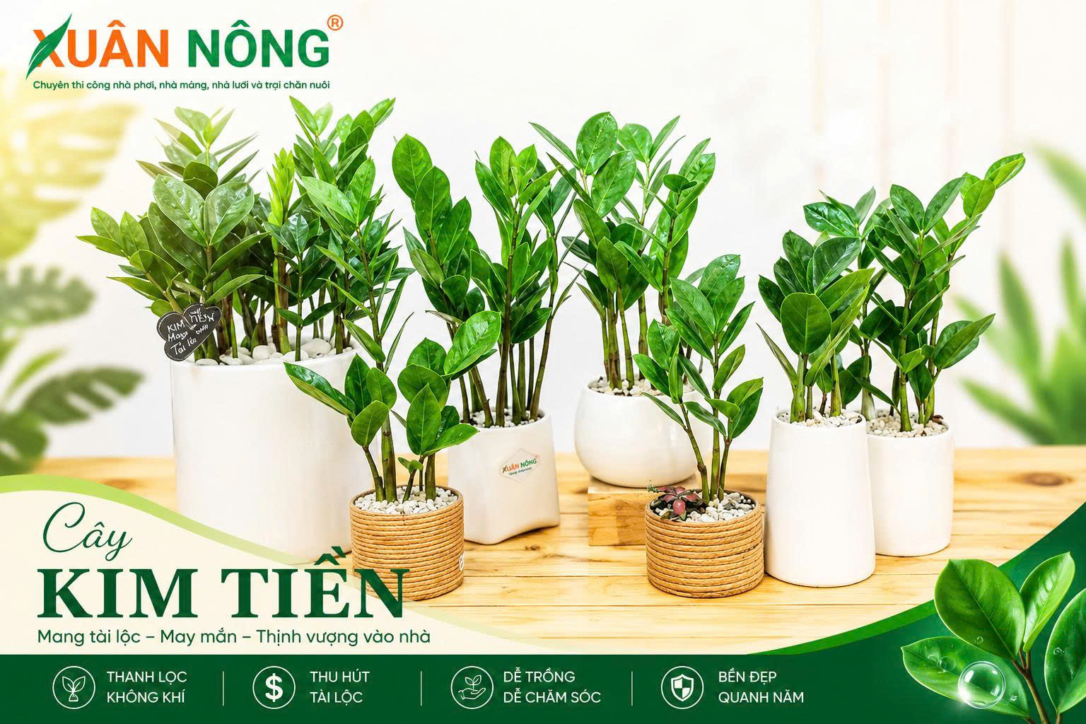 Cách trồng cây kim tiền trong chậu thoát nước tốt
