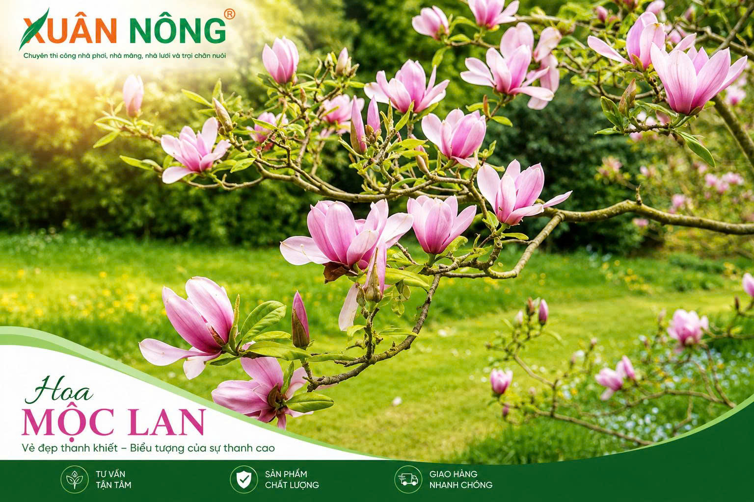 cach-trong-hoa-moc-lan