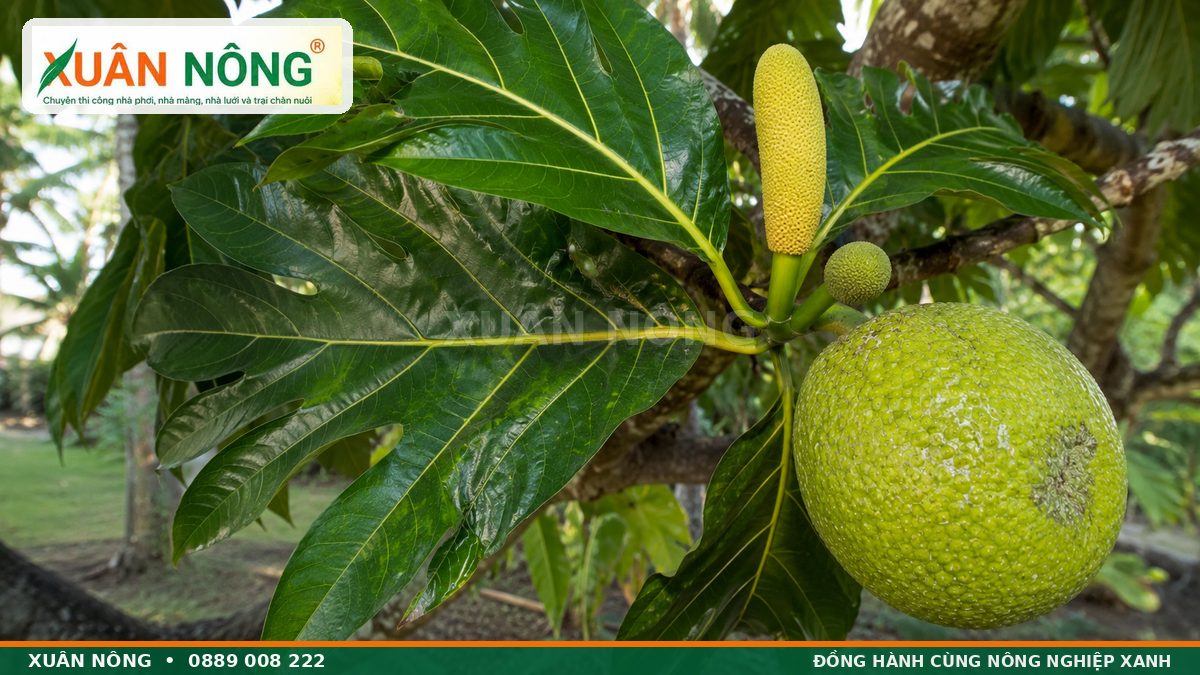 Lá hoa đực hoa cái và quả của cây sa kê Artocarpus altilis