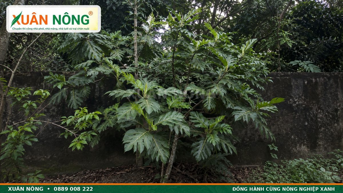 Cây sa kê trồng nơi thiếu nắng có tán rậm và không ra trái