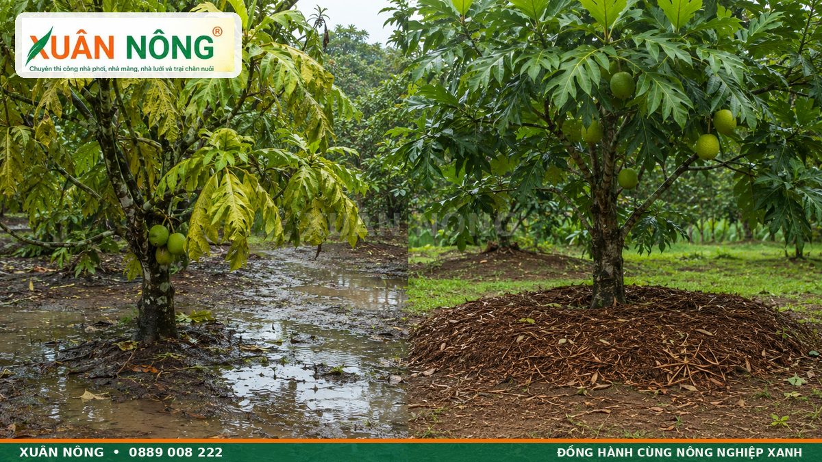 So sánh gốc sa kê bị ngập úng và vùng rễ thoát nước tốt