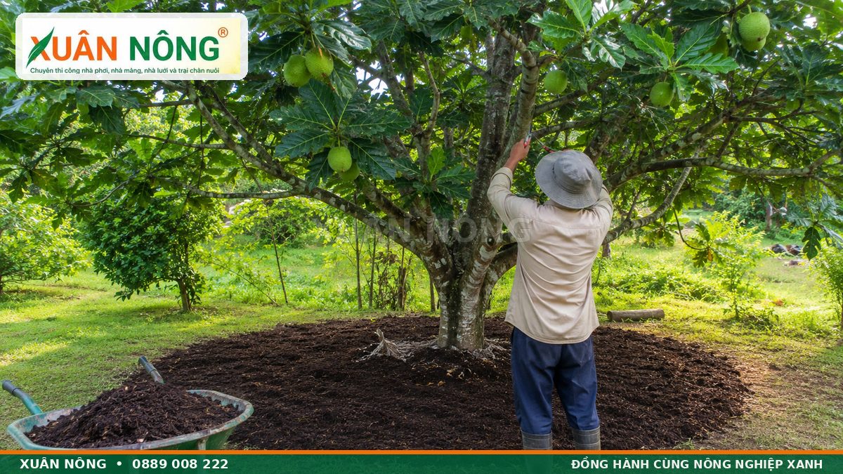 Tỉa tán bón hữu cơ và chăm sóc cây sa kê ra trái khỏe