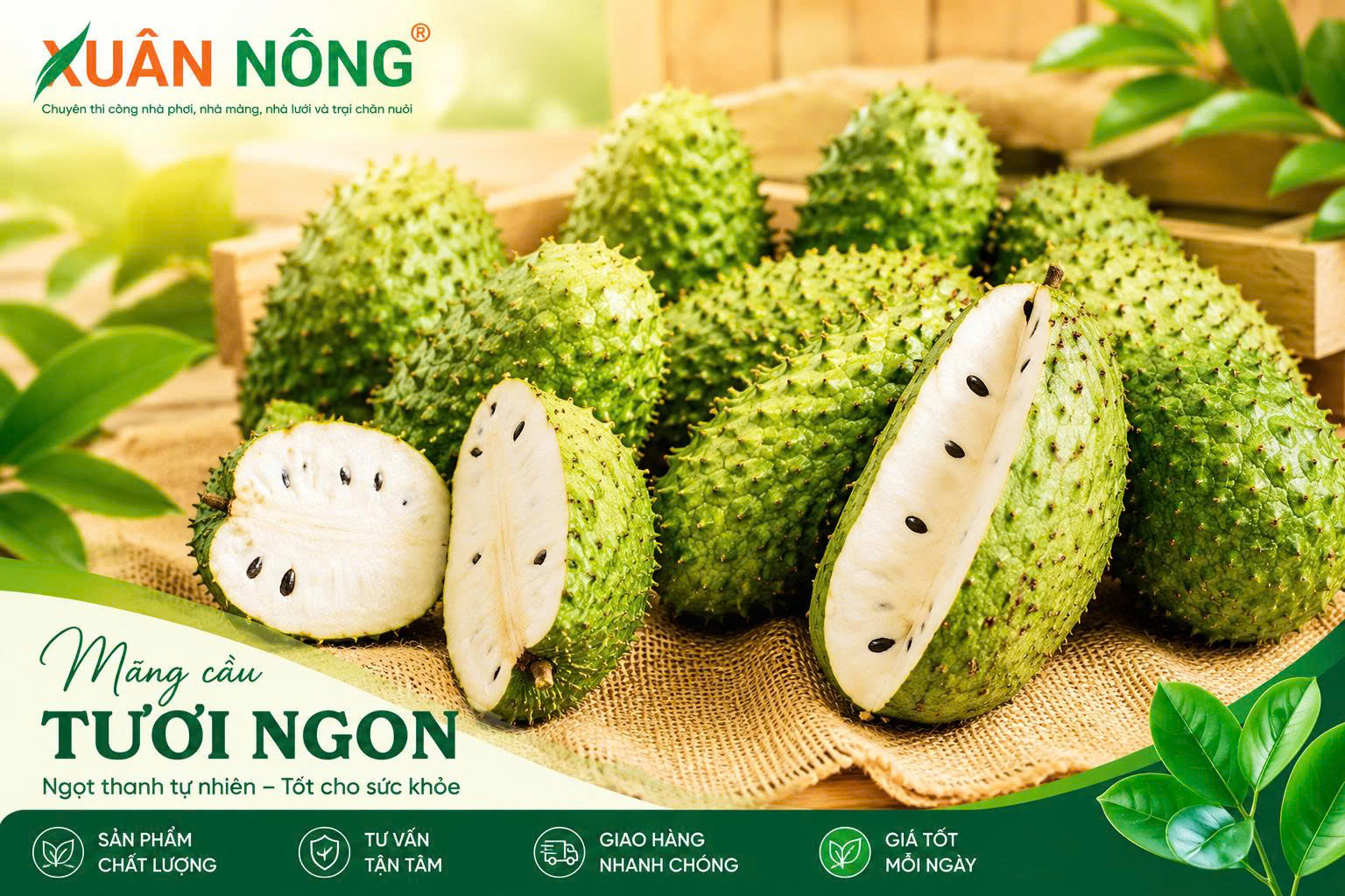 Đặc điểm thân lá và tán của cây mãng cầu
