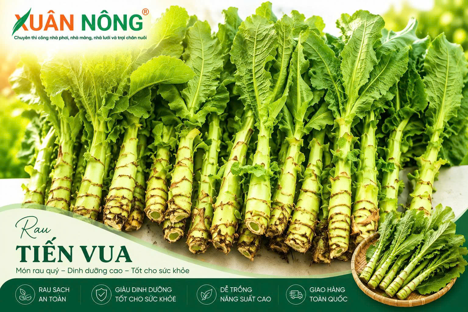 Đặc điểm thân và lá rau tiến vua
