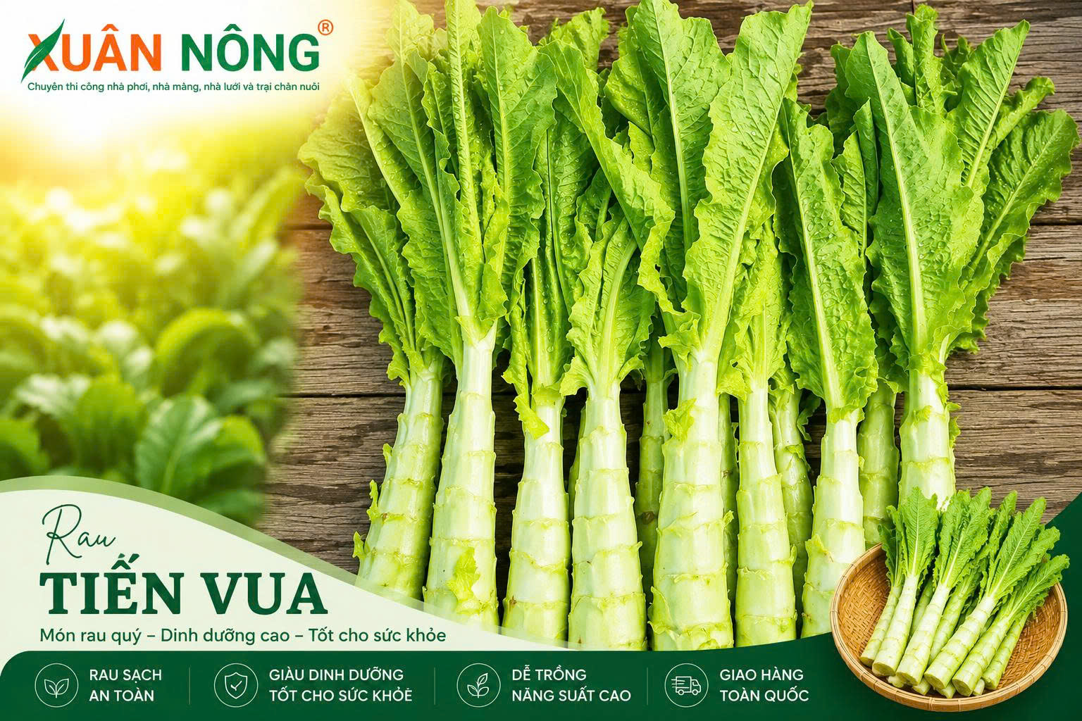 Kỹ thuật gieo hạt rau tiến vua trong khay ươm