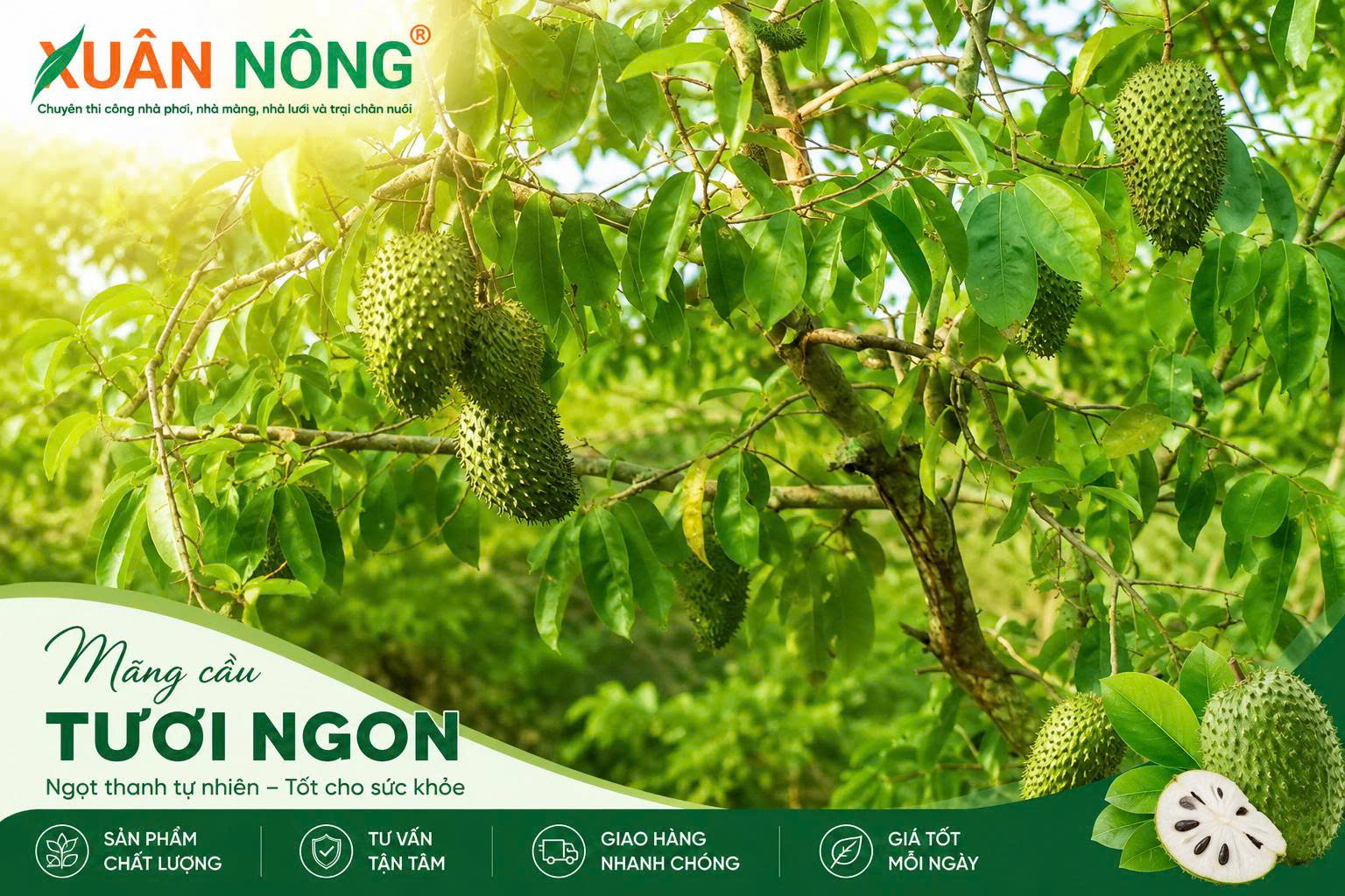 Quả mãng cầu xiêm xanh với các gai mềm