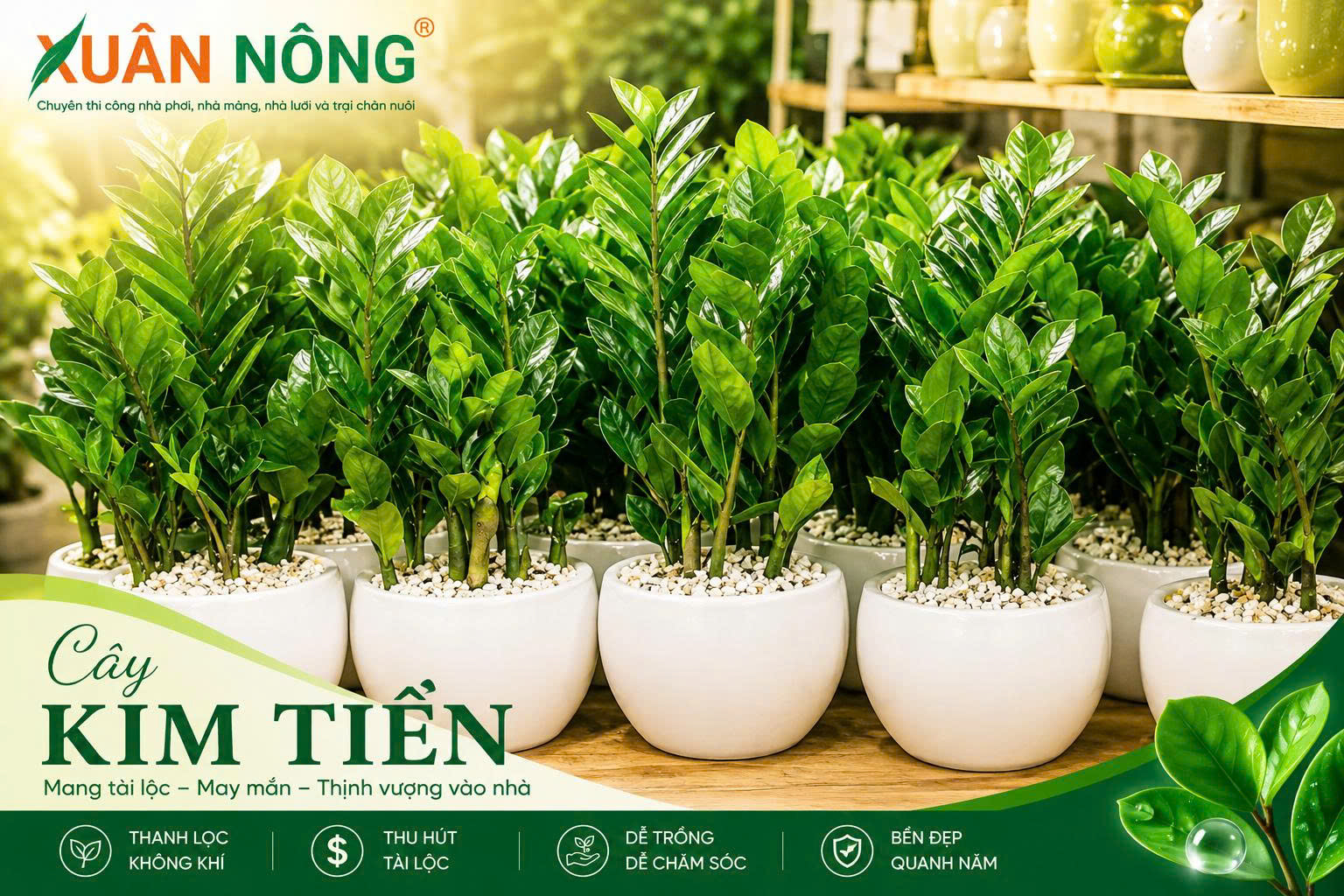 Cách chăm sóc cây kim tiền trong nhà luôn xanh tốt