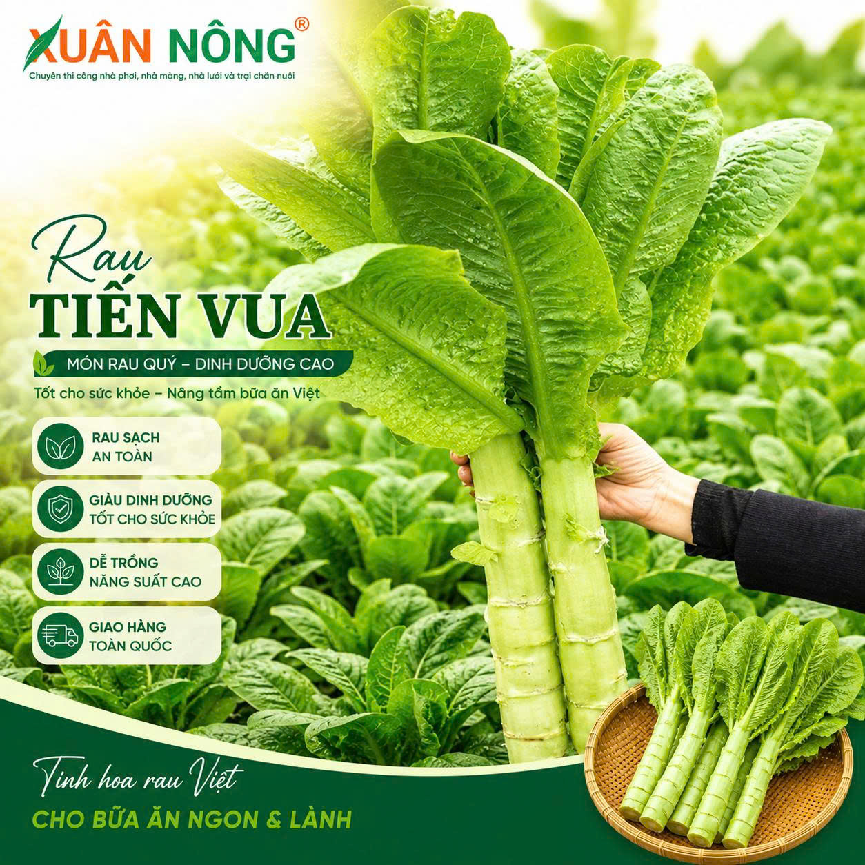 Thu hoạch rau tiến vua đạt kích thước thương phẩm