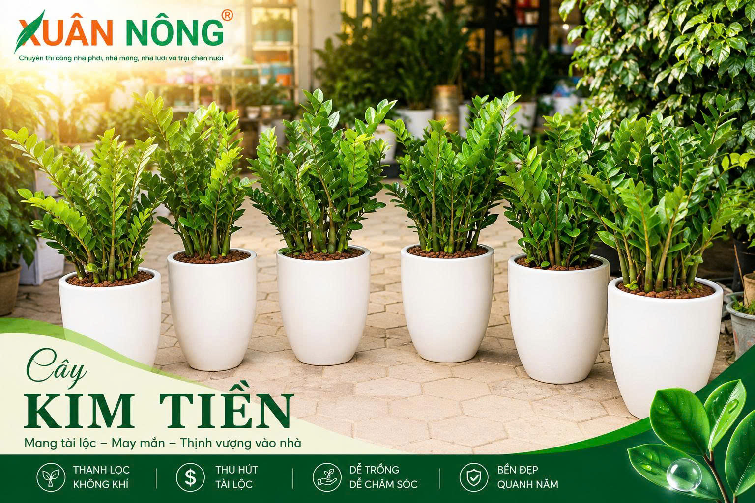 Cây kim tiền phong thủy tượng trưng cho tài lộc và may mắn