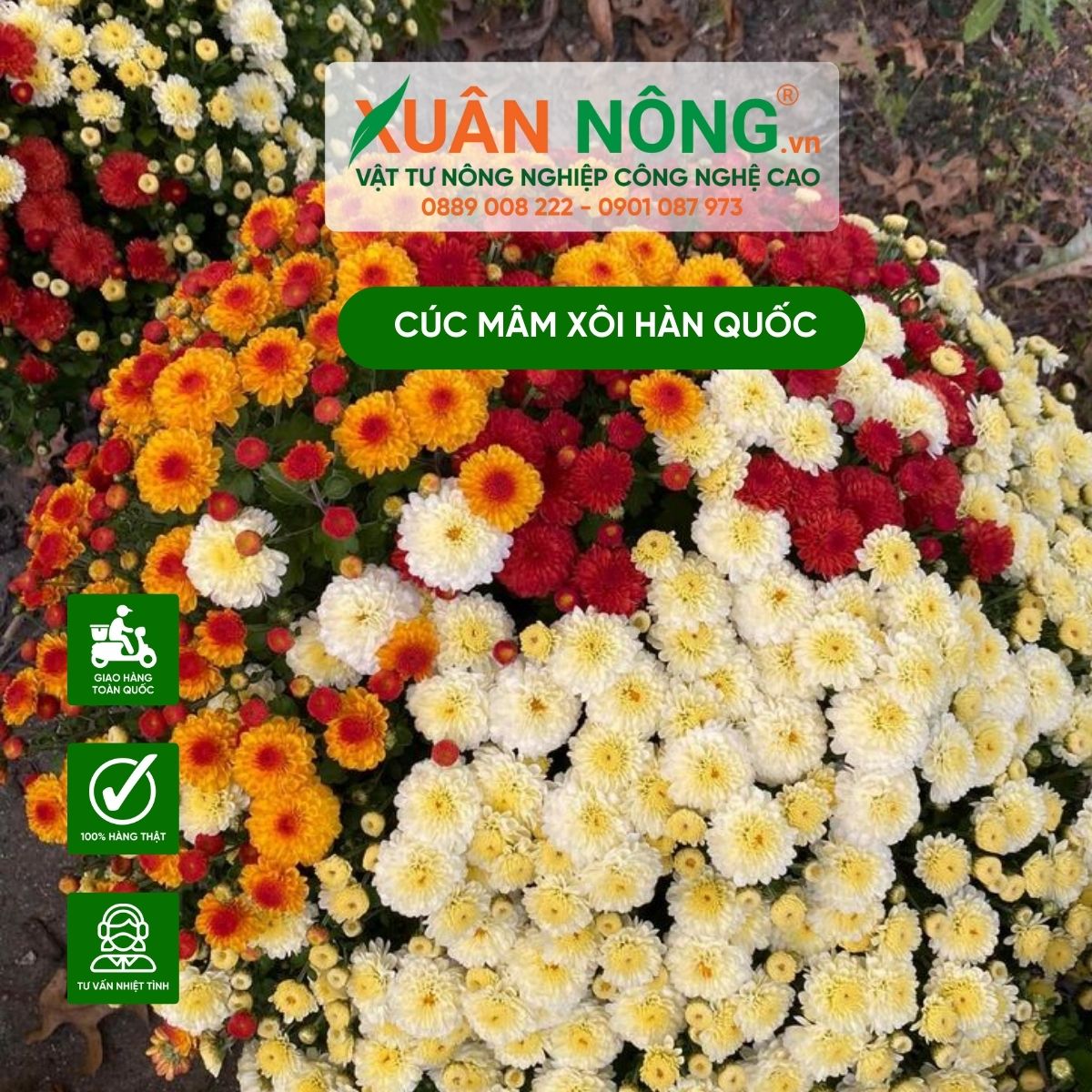 Cuc-mam-xoi-han-quoc-cham-soc