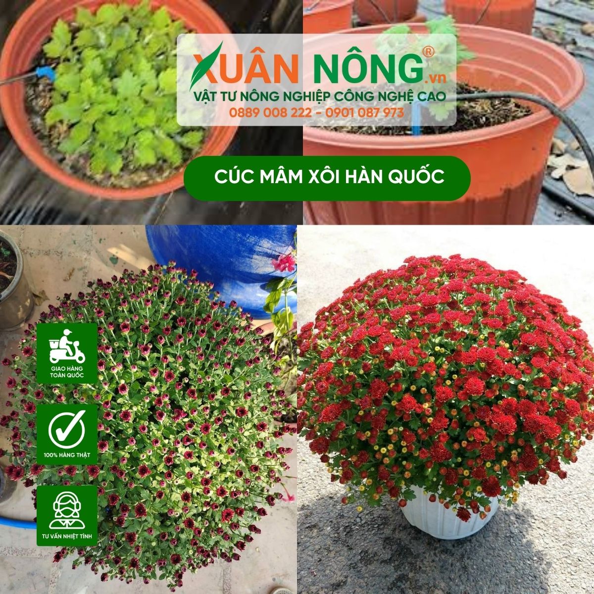 Cuc-mam-xoi-han-quoc-trong-don-tet