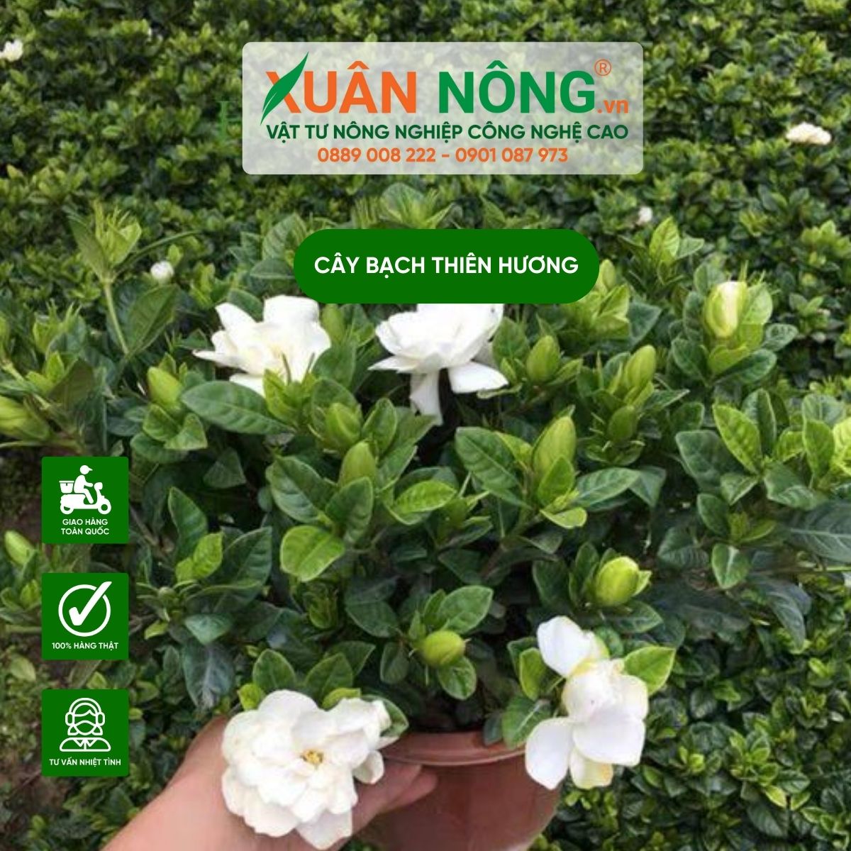 bach-thien-huong