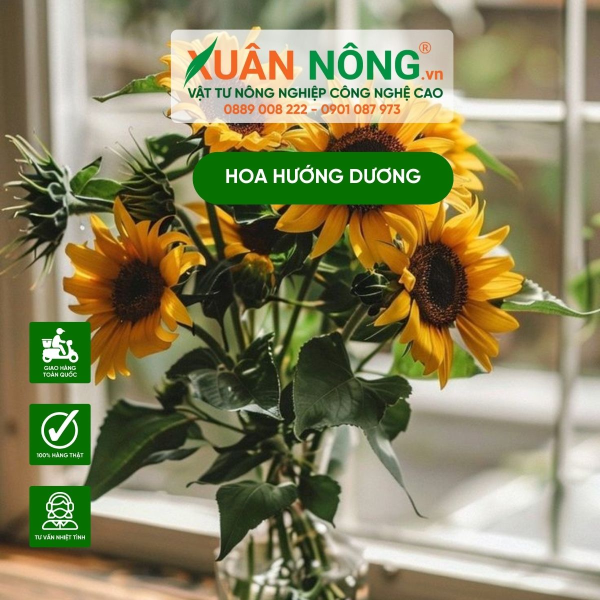 cach-cam-hoa-huong-duong