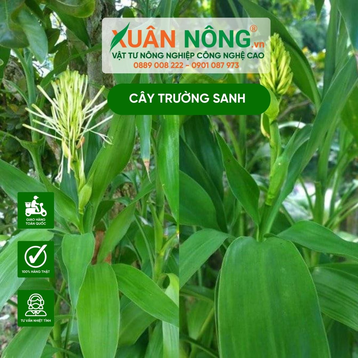 cach-nhan-giong-cay-truong-xanh-la-dai