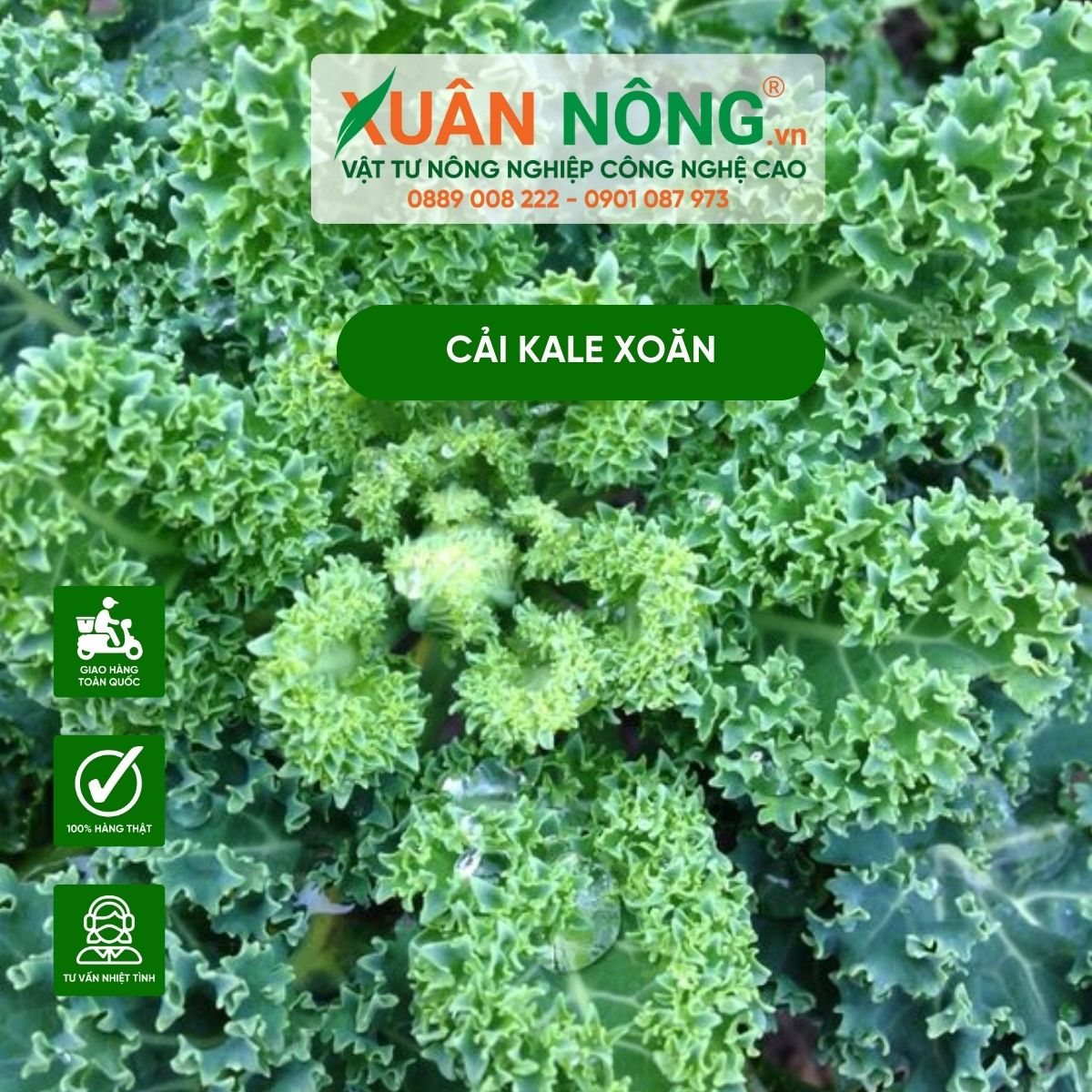 cach-trong-cai-kale