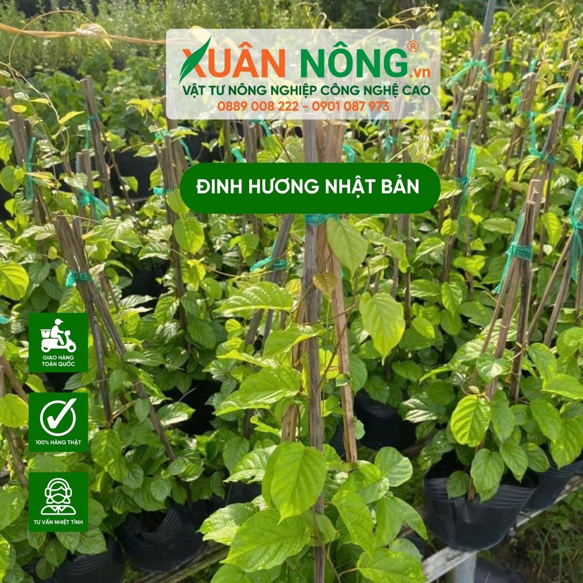 cach-trong-dinh-huong-nhat-ban